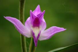 Setkani_s_prirodou_cerven_orchideje