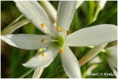 Bělozářka liliovitá