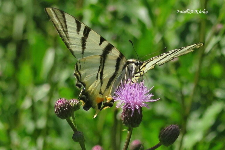 Iphiclides podalirius Otakárek ovocný 2020 08 16 Dymokursko PP Ujkovice IMG 2087 1