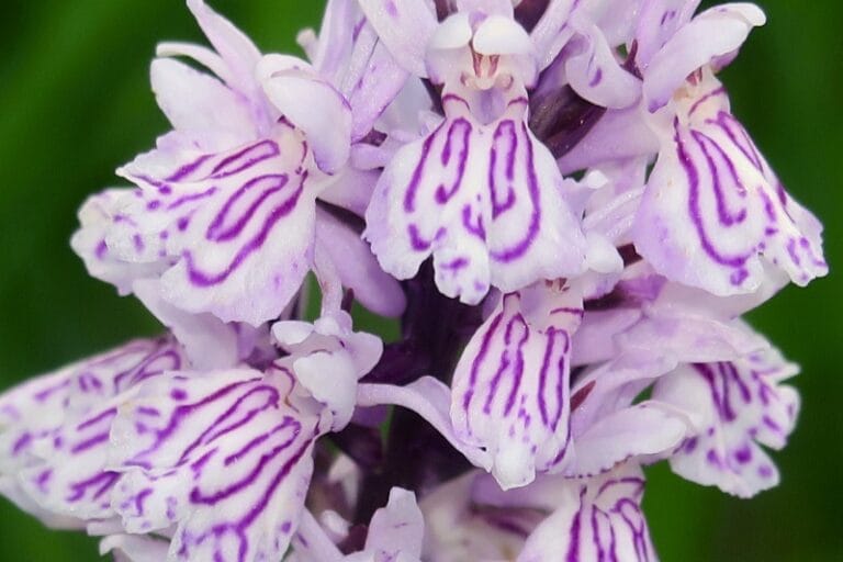 045_Dactylorhiza_fuchsii_Prstnatec_Fuchsův_2017_05_29_Loučeň_Loučeňské_rybníčky_IMG_2991