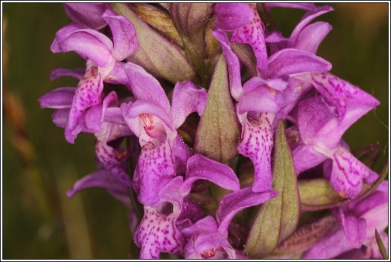049_Dactylorhiza_majalis_Prstnatec_májový_2015_05_16_Žďár_Žabakor_IMG_1866
