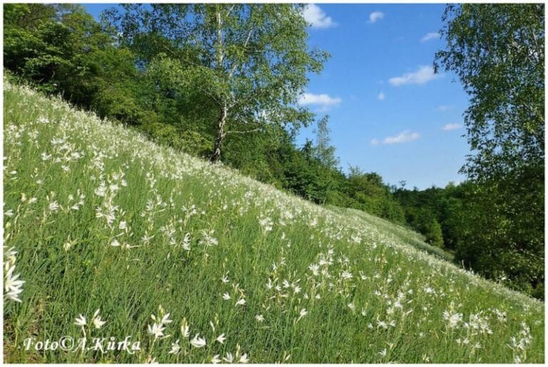 Anthericum_liliago_Belozarka_liliovita_2016_06_06_Kr_Vrutice_Musalova_stran_P6064213