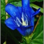 Gentiana_pneumonanthe_Horec_horepnik_2016_08_29_Ujkovice_P8290071