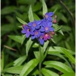 kamejka modronachova (Lithospermum purpurocaeruleum)