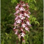 vstavac nachovy (Orchis purpurea)